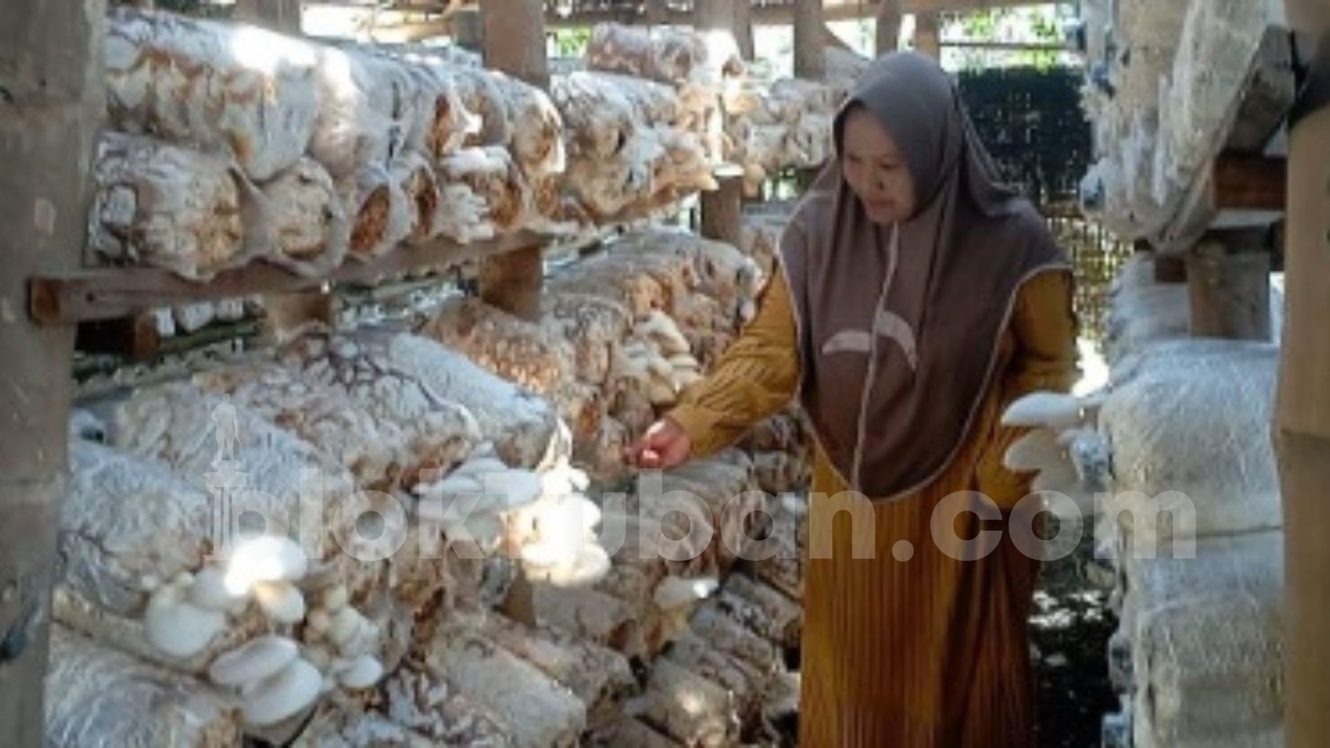 Pernah Gagal Kali Darmaun Pembudidaya Jamur Tiram Di Tuban Kini